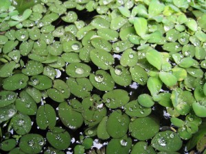 Lily Pads and Dew Lily Pads and Dew at the Afsanah Guesthouse in Auroville