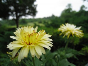Cape Cod flowers